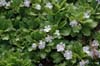 primula moupinensis